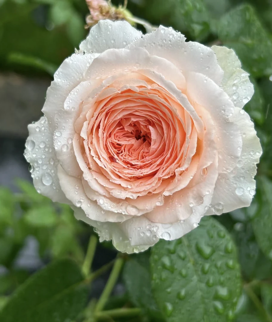 【童话魔法】稀有浓香多头月季玫瑰盆栽 独颗扦插露天大苗 四季开花