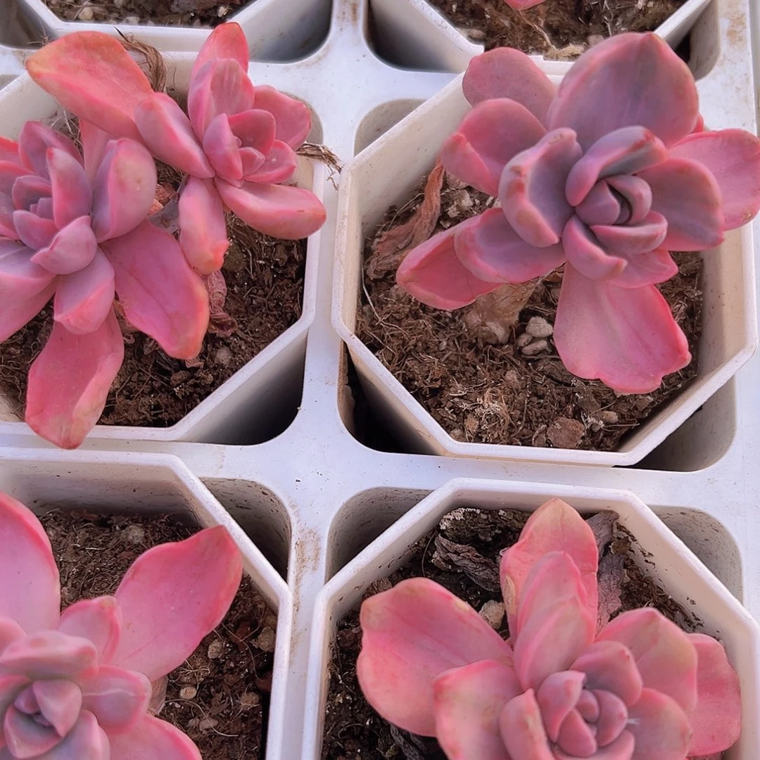 老桩彩虹糖锦19包邮