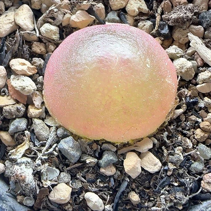 583灯泡尺寸2.0带盆土