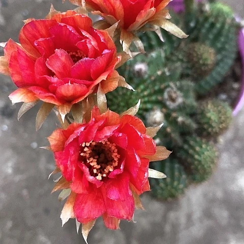 红黑心，5公分左右