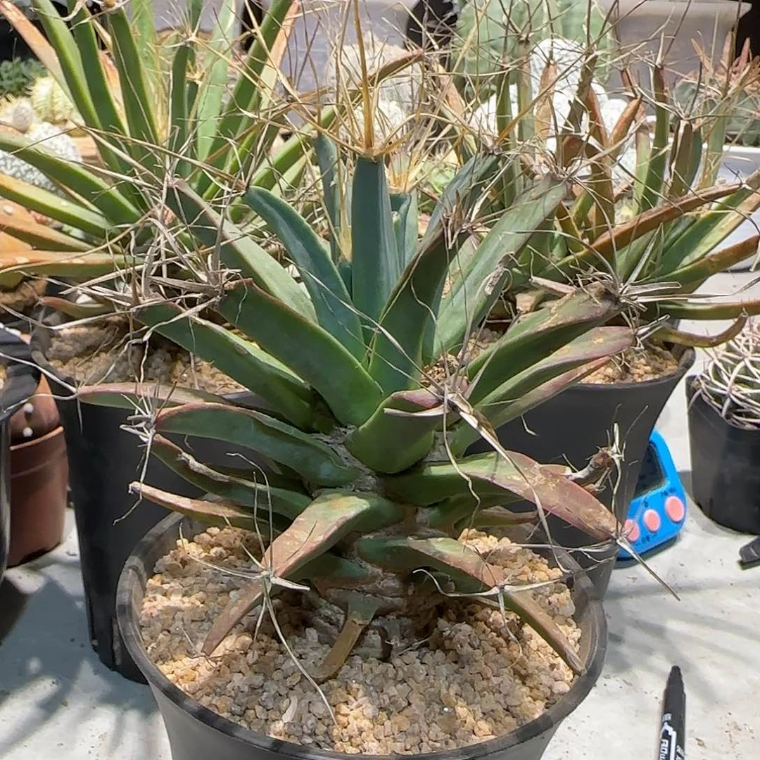 8****8仙人球特价一颗