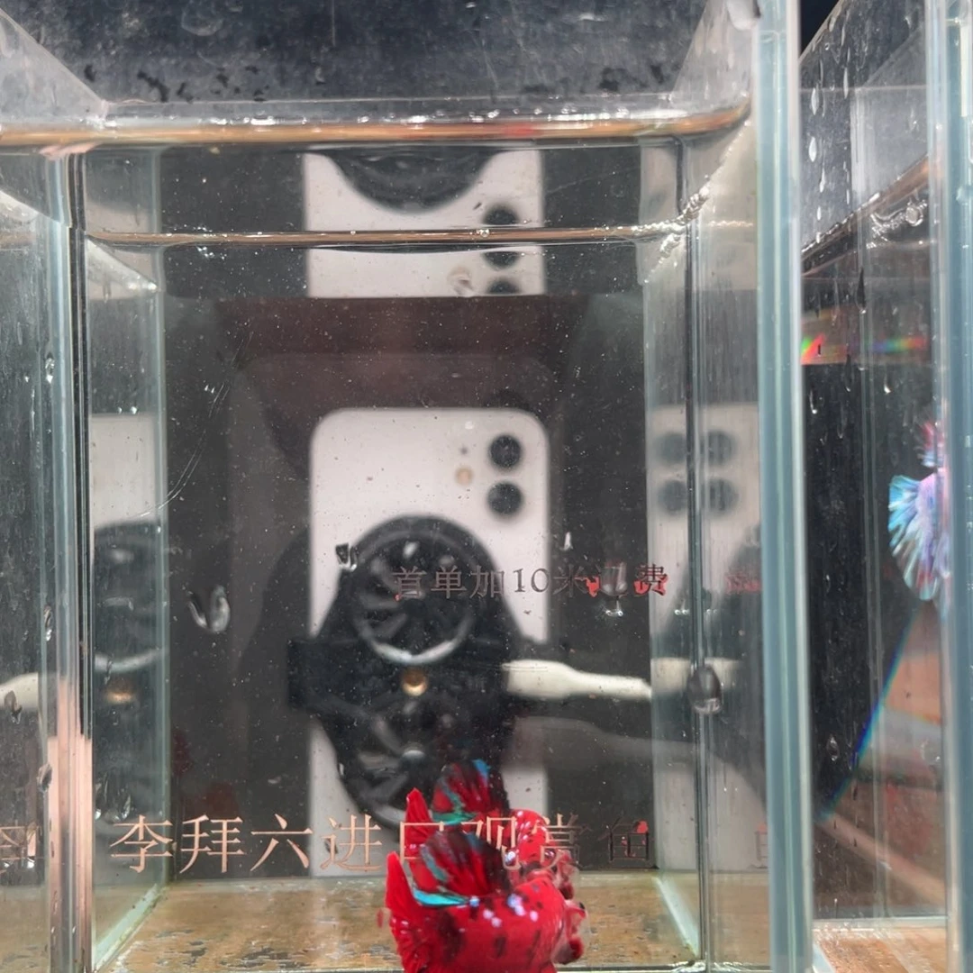 斗鱼精品印尼斗鱼24