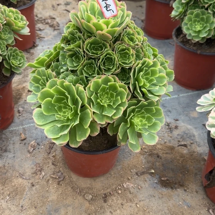 21-45新尼亚多肉不包断肢