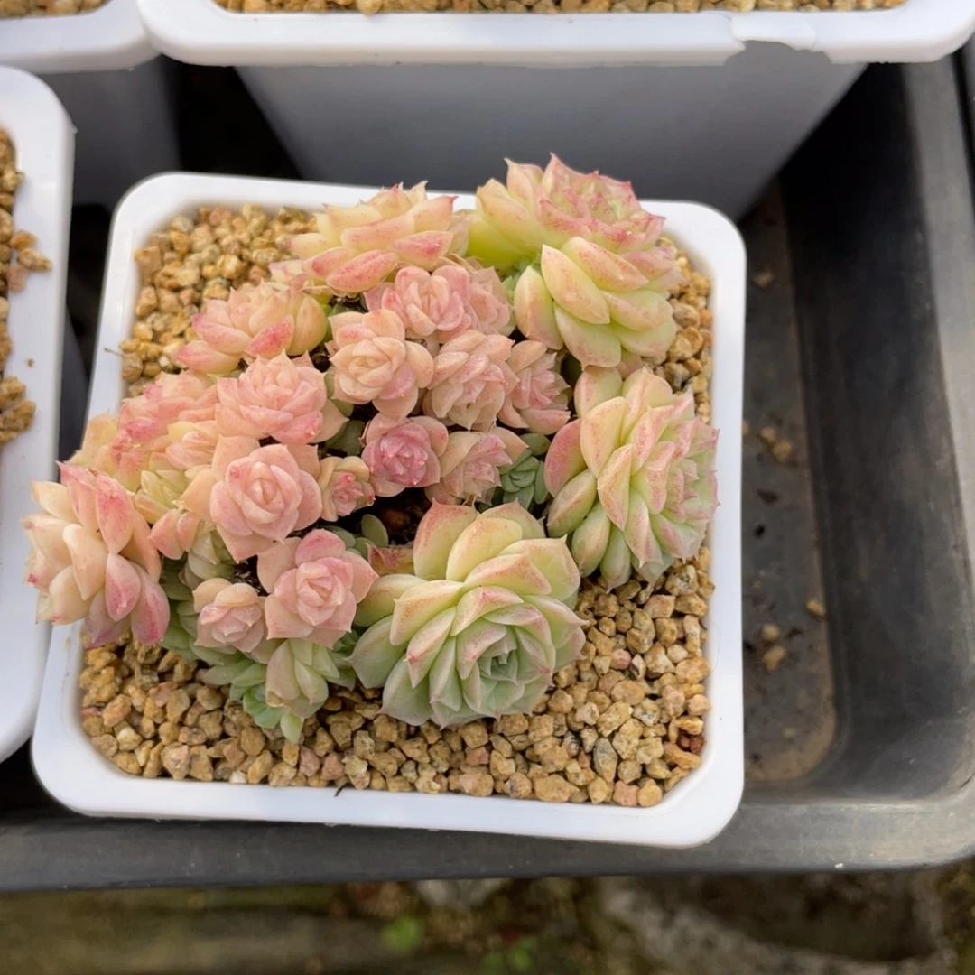 L优选23号女王多肉福利2934