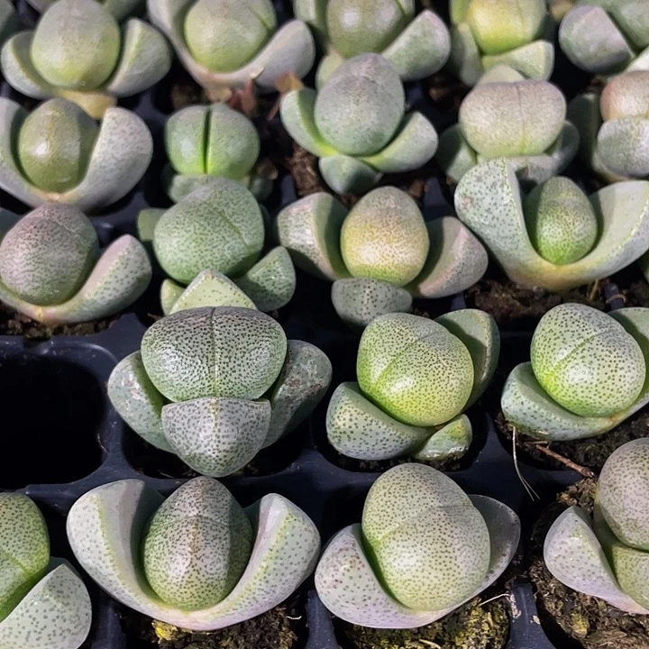 小元宝1.5带土发