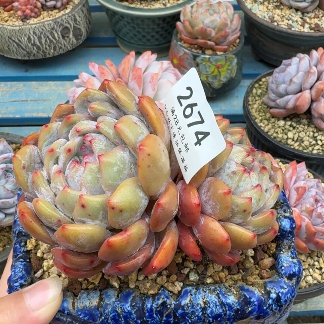 宇*?2675星影（12厘米左右）