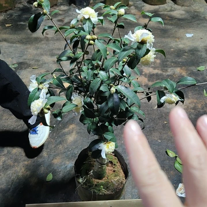 全部花苞黄海内宝珠不包邮