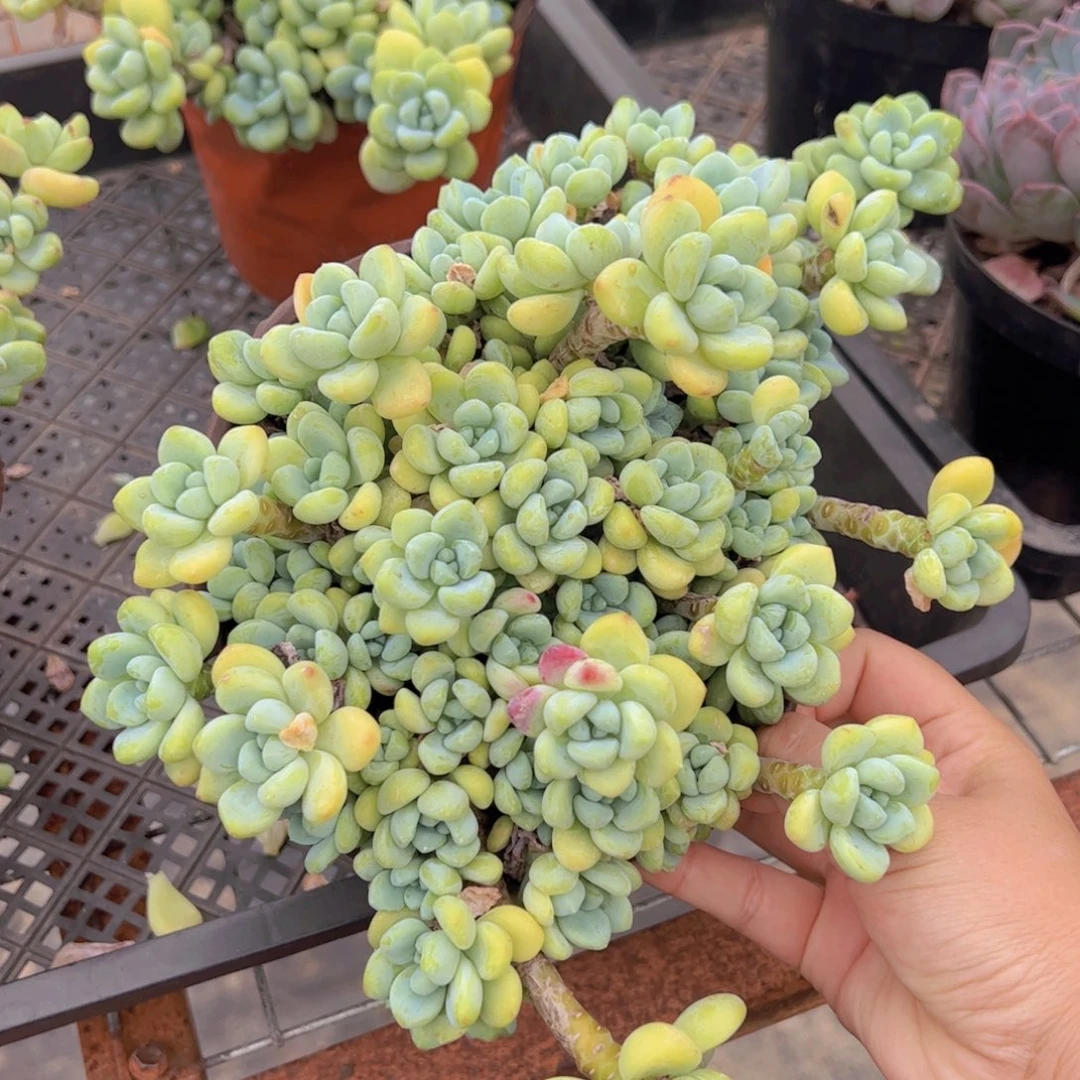 劳尔整装整群大盆