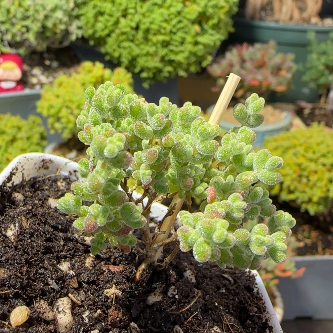 dy0435莱斯虎斑锦