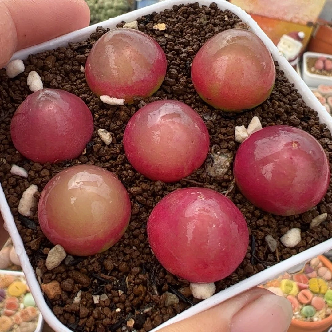 455多肉植物百科