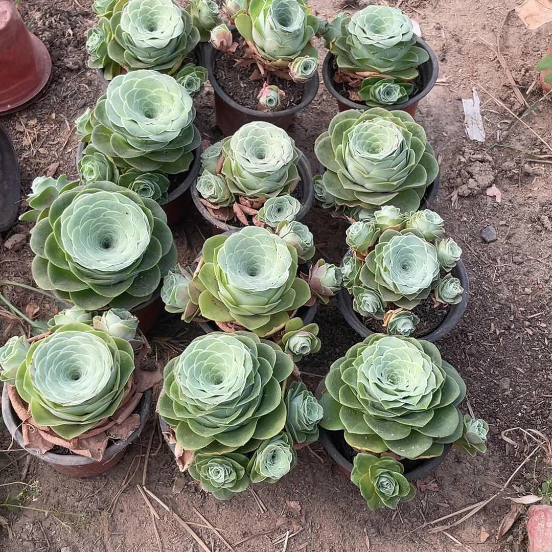 山地玫瑰3颗地上的不售后