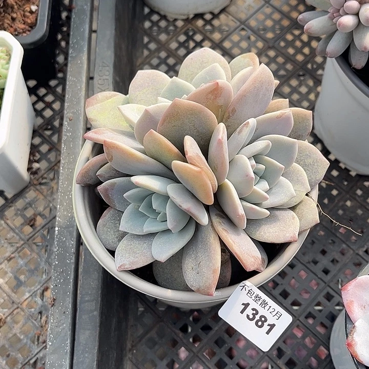 阿雅园艺。       1381红茶