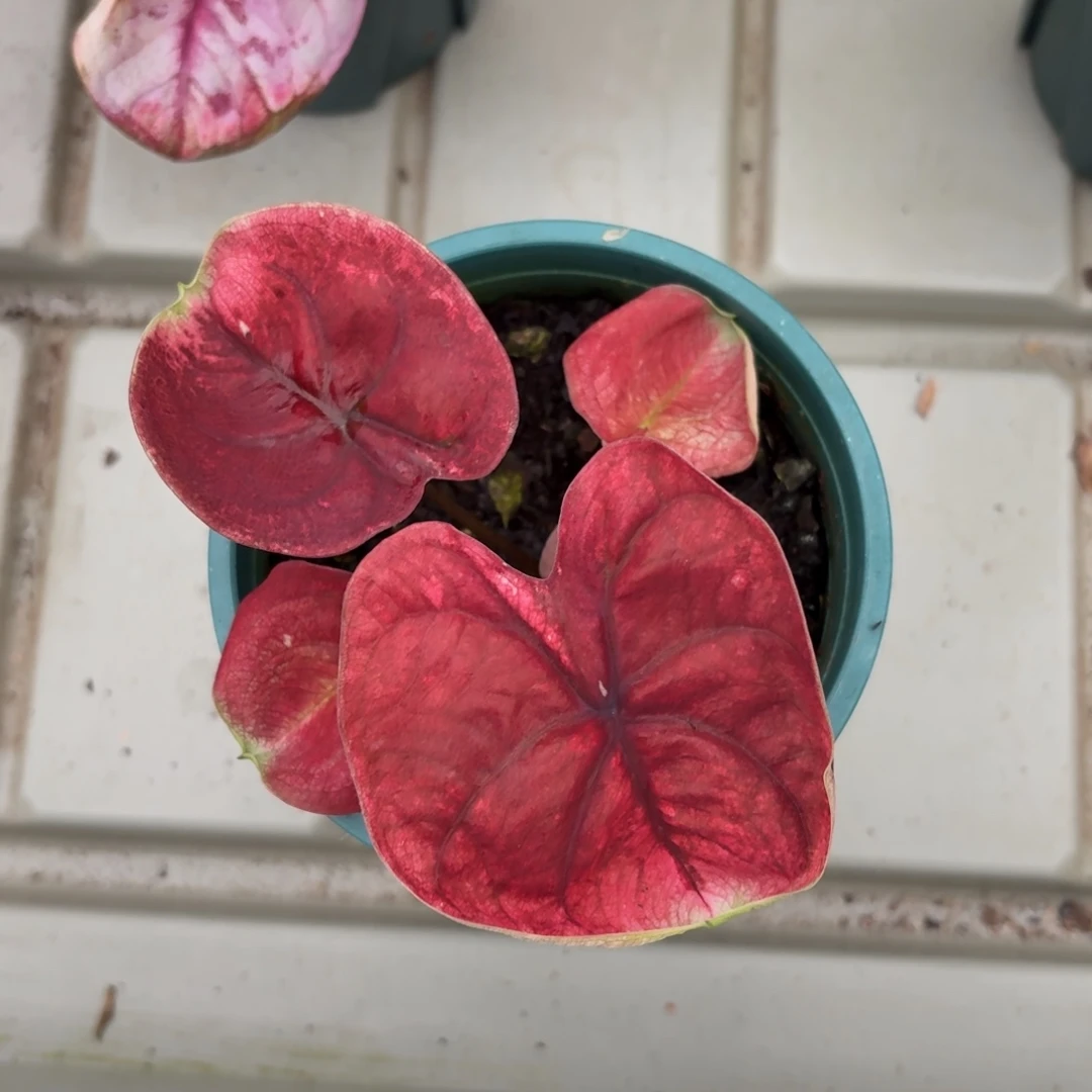 泰国彩叶芋123-1220