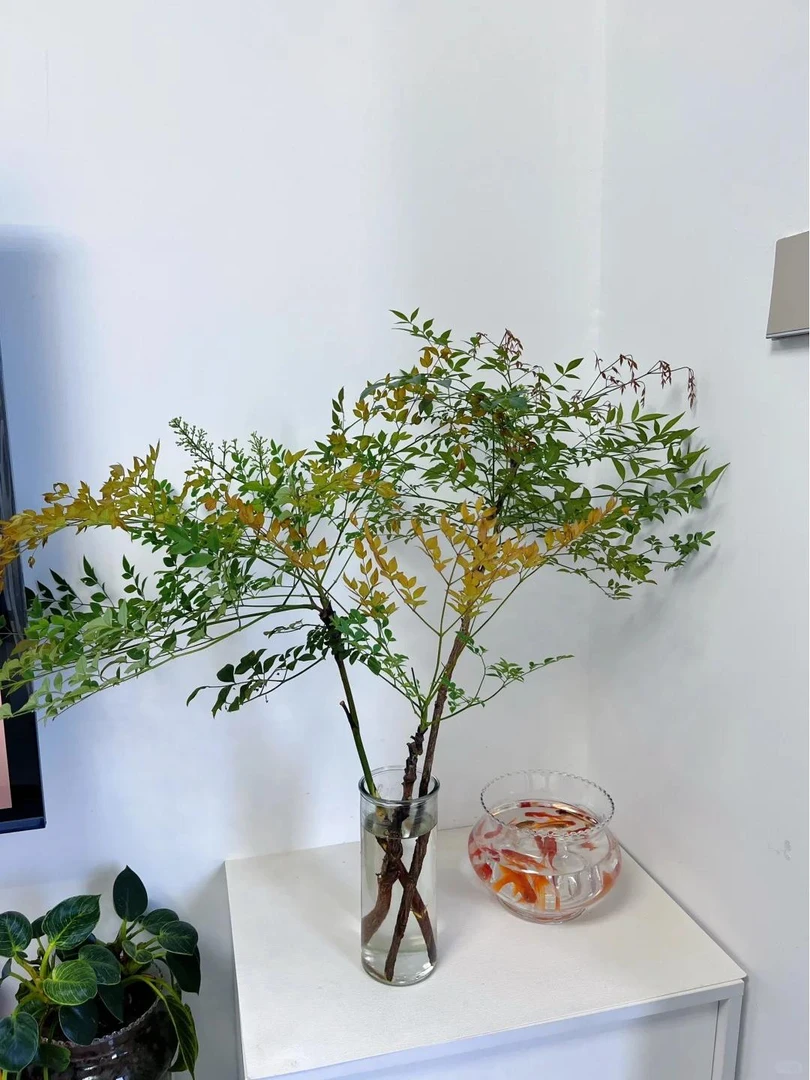 【AB级鲜花南天竹】云南昆明斗南鲜花直发满2单顺丰京东冷链包邮
