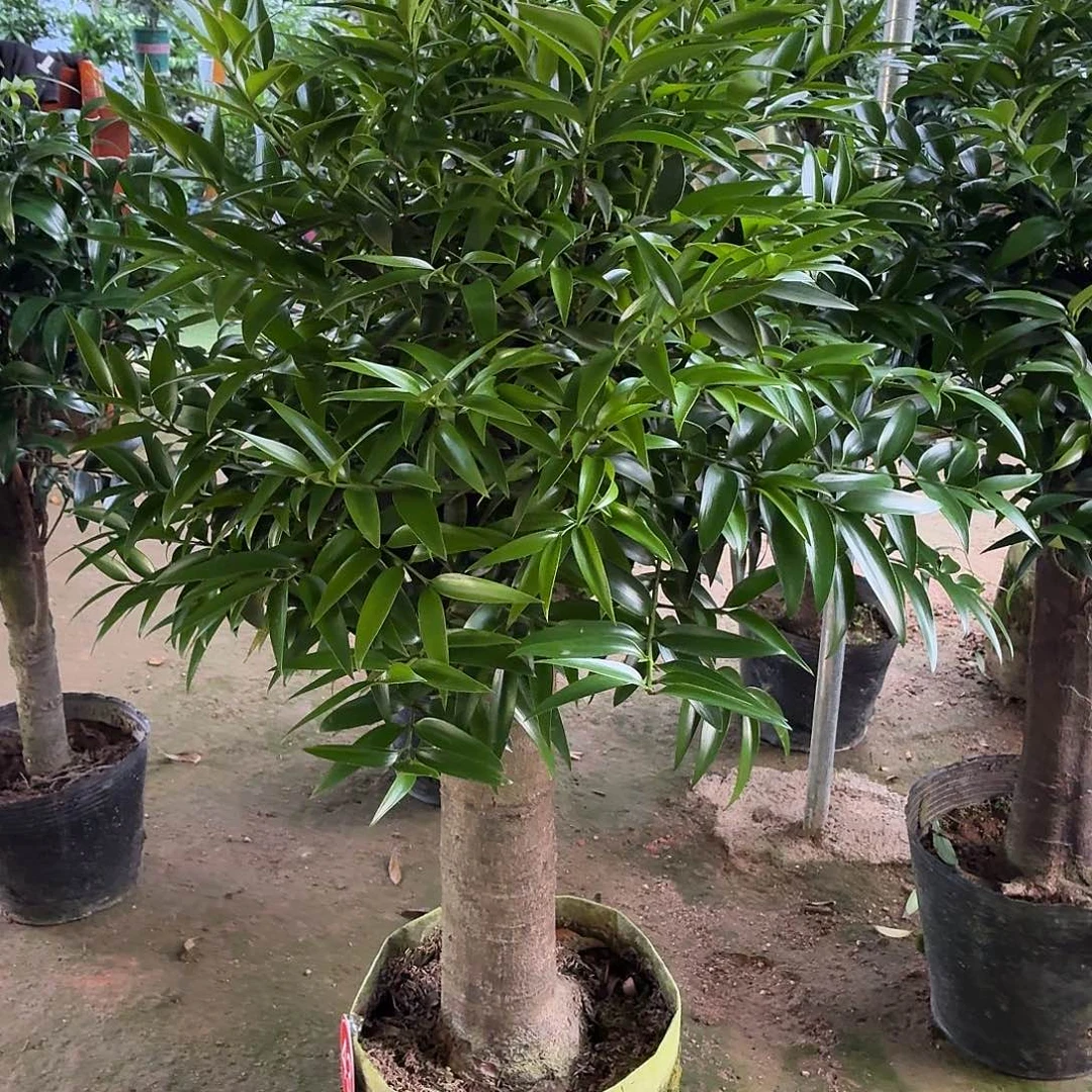 完全开放竹柏老桩一物一拍顺丰包邮