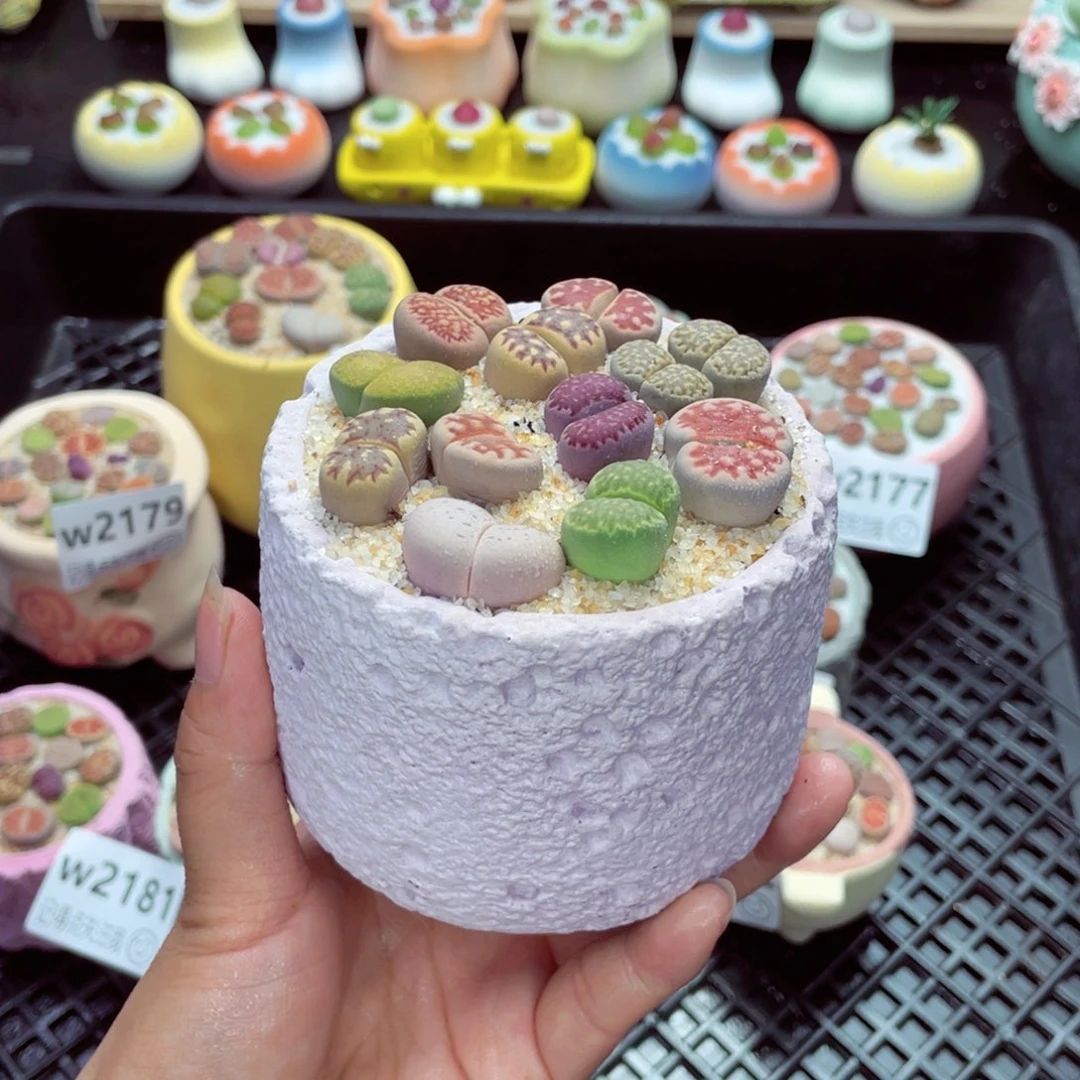 w2183 带盆土发货一物一拍