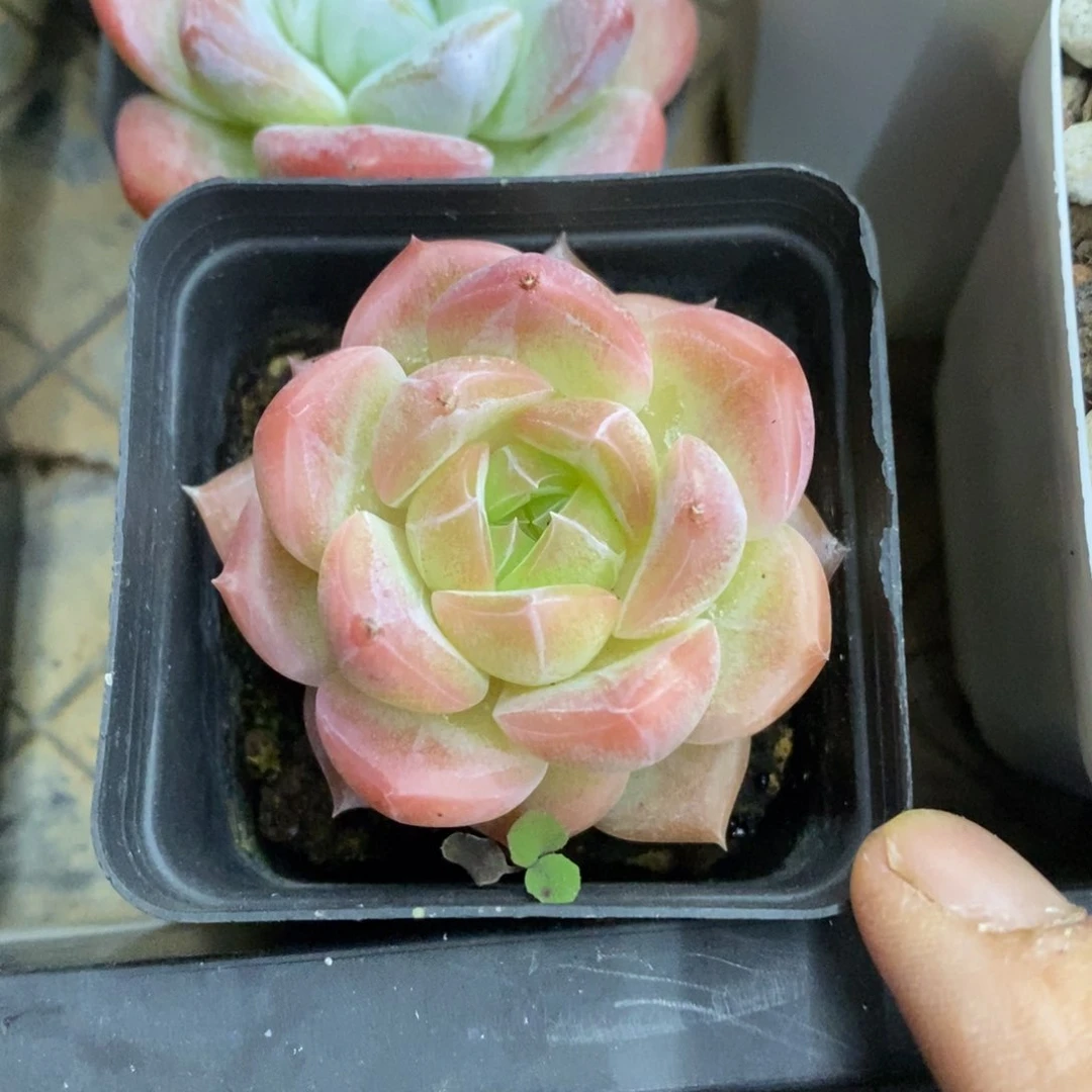 精品多肉一物一拍不包整239