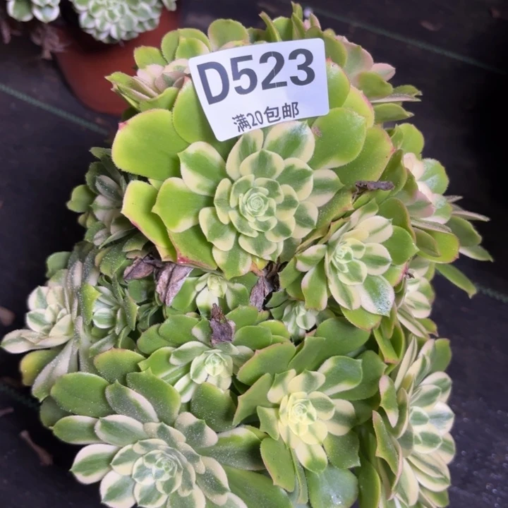 瑞妈一物一拍523