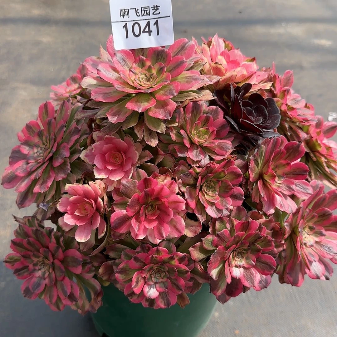 习*1041多肉 粉霞法师