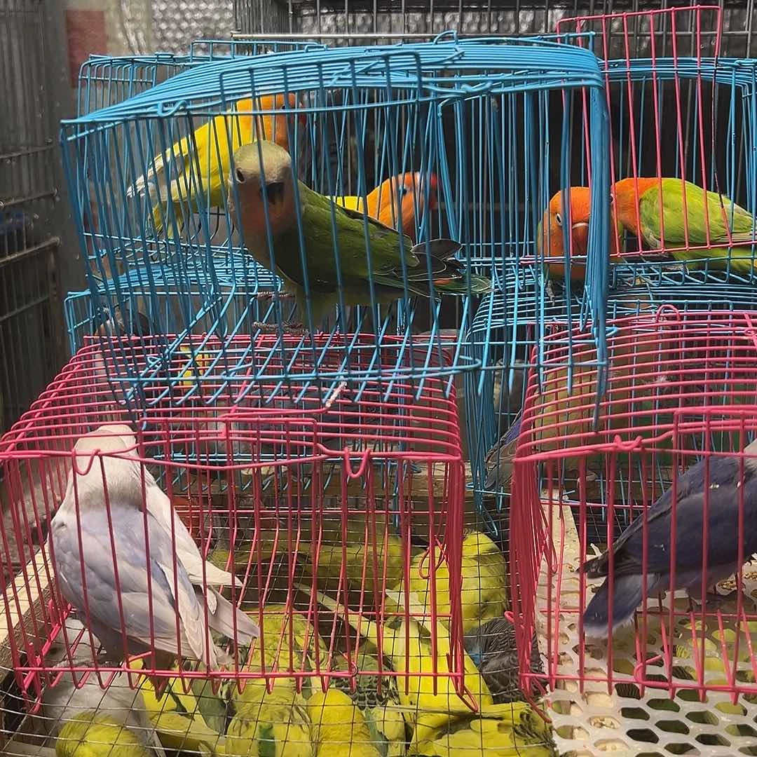 桃脸牡丹鹦鹉绿桃1个