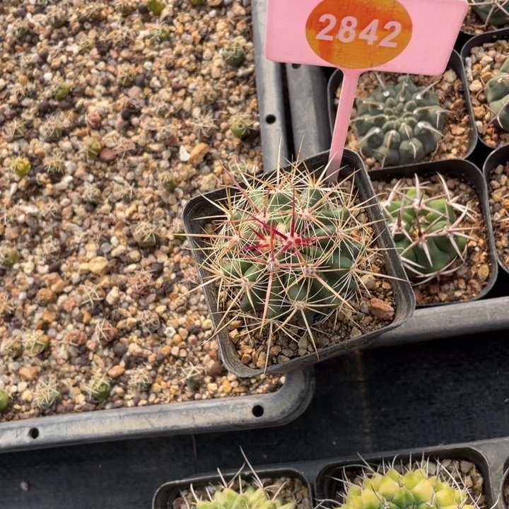 大***愚实生仙人球2842000000