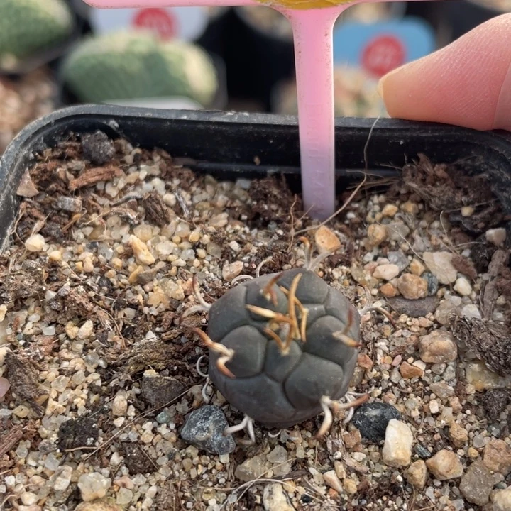 实生海鸥刺离城丸284100000