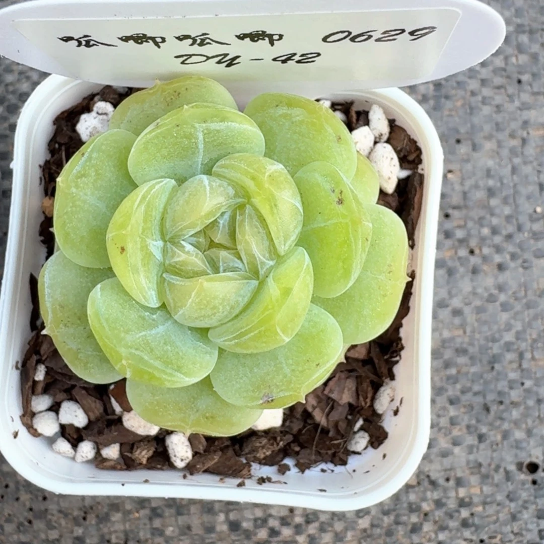 0629-042-素素单头