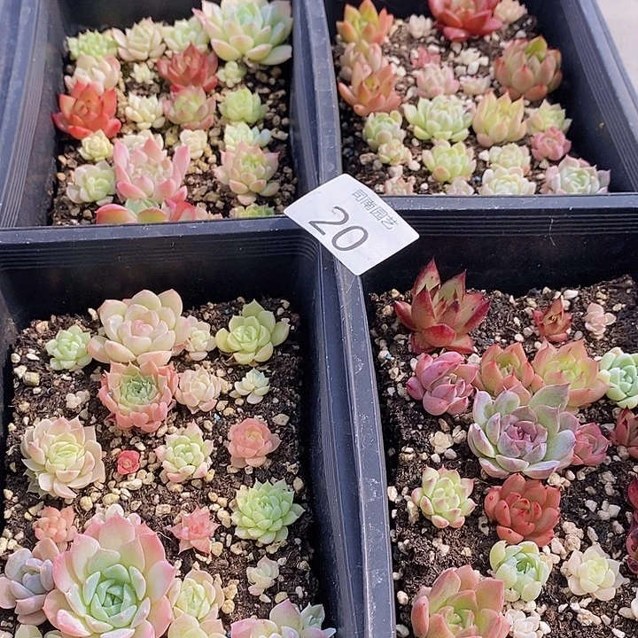 20 多肉植物盆栽花卉