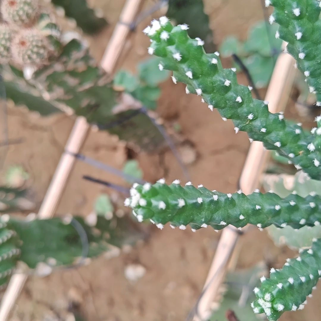 红花水仙情郎侧芽两个