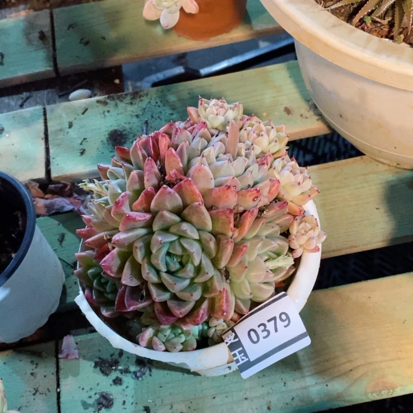 【闪购商品】石英0379