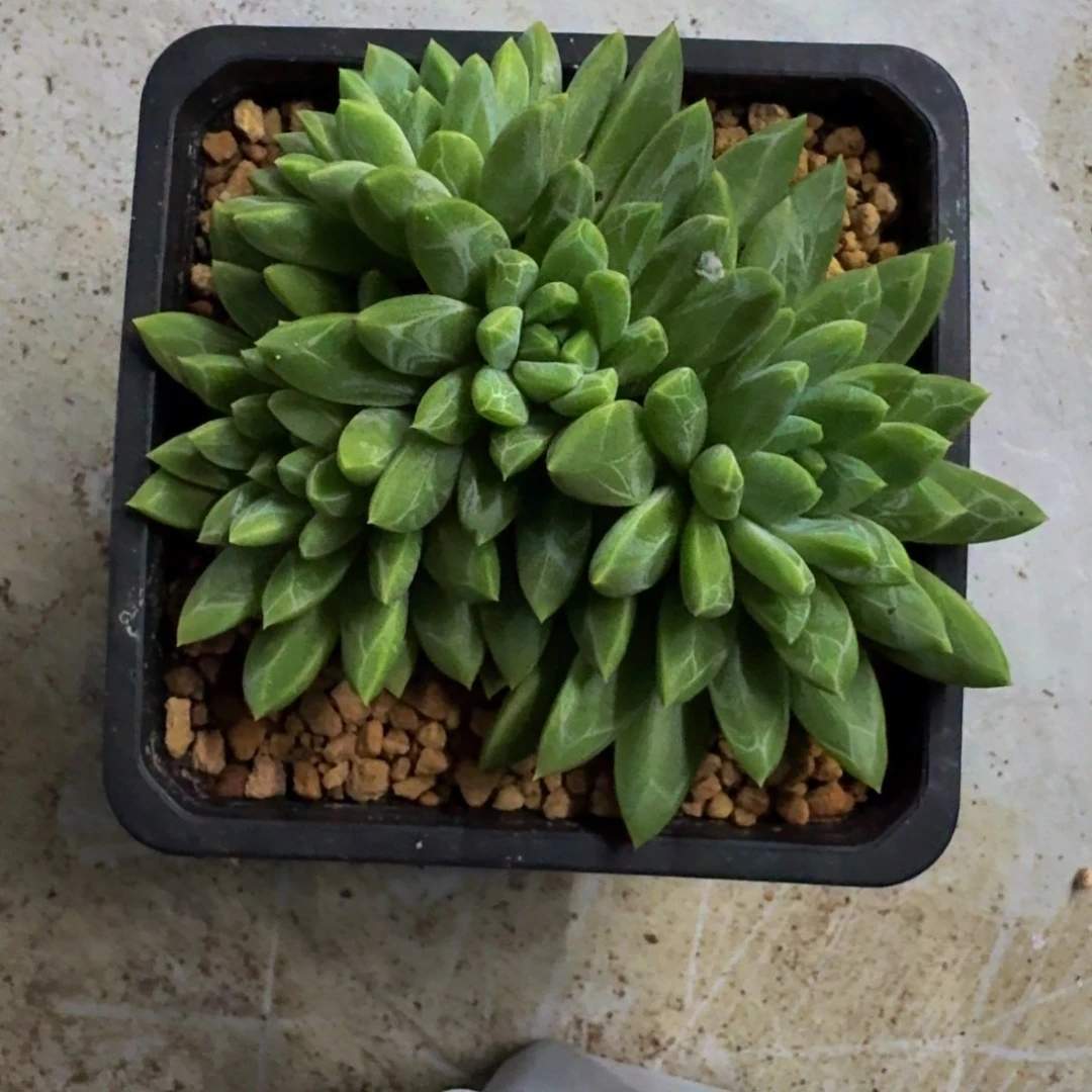 水晶萝莉 4头 一物一拍