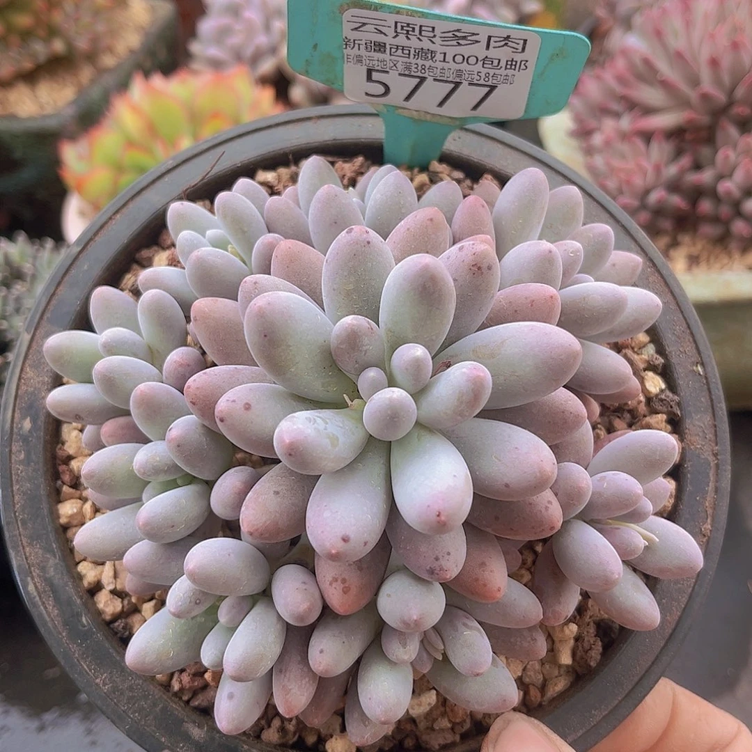 5777汤圆多肉植物