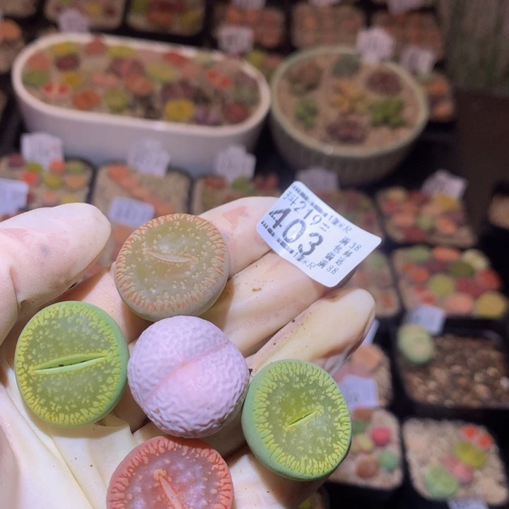 ?***.精品生石花219.403