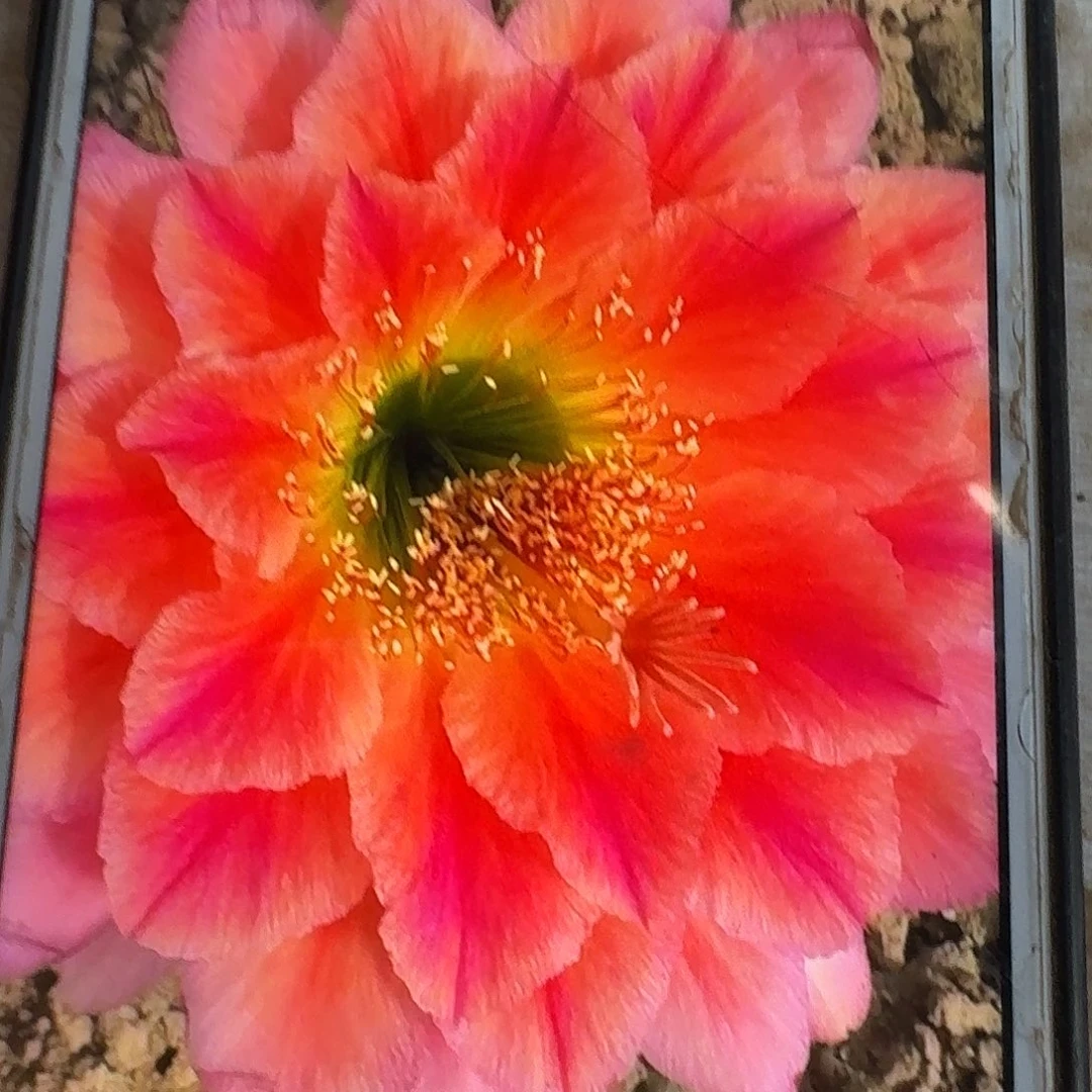 加强立夏侧芽5公分毛花柱