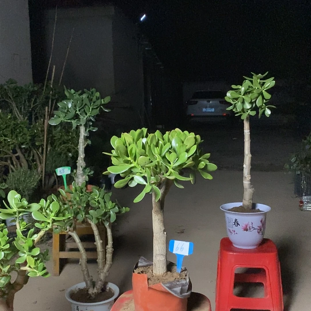 ●***独干老桩玉树一物一拍
