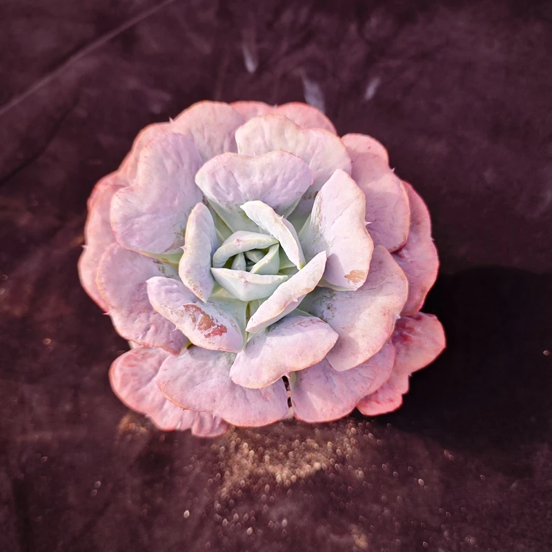 单头星之月120#KY  精品多肉 好看好养新手闭眼入 一单也包邮