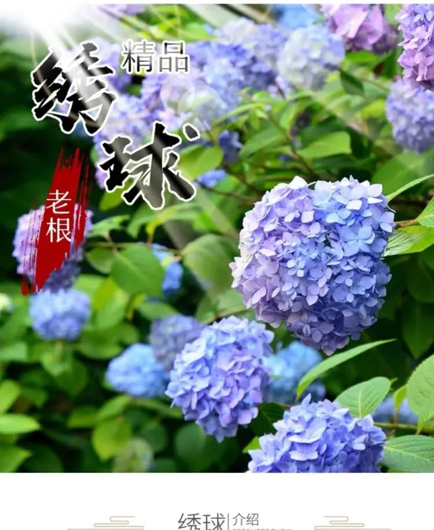 绣球花苗老桩无尽夏盆栽地载室内阳台庭院特大花卉花园植物四季开