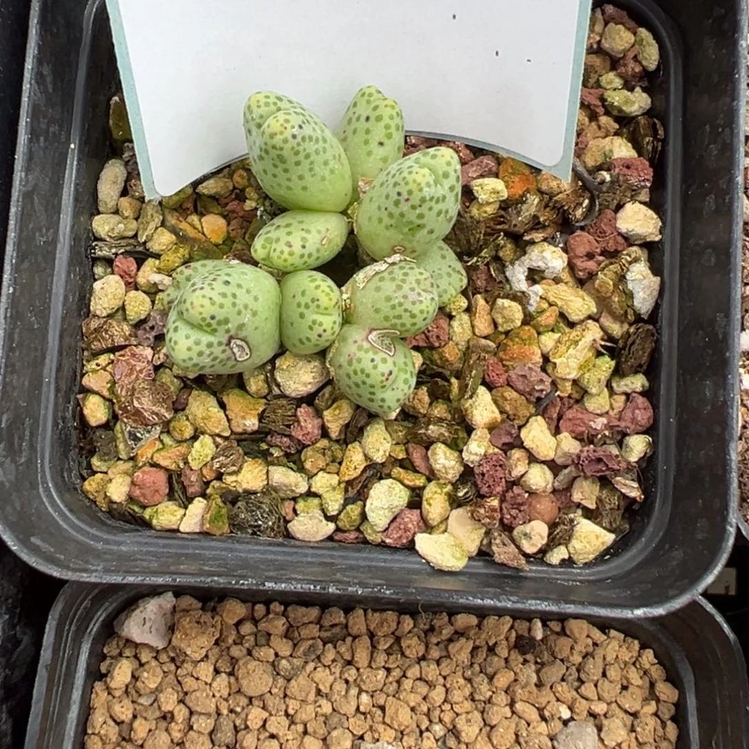 2-42肉锥多肉植物