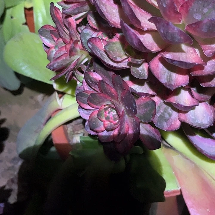 潇**哥魅锦玫瑰锦04.3