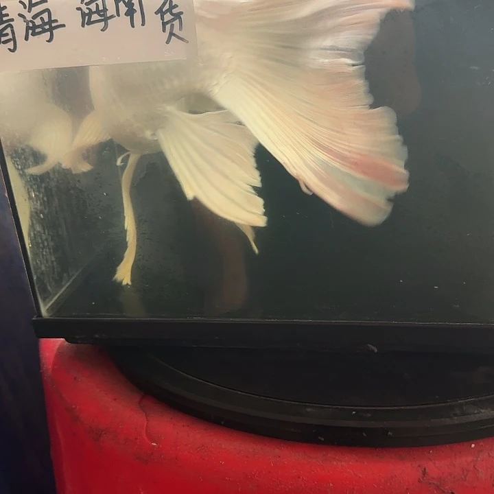 蝴蝶鲤鱼蝴蝶鲤包邮78微瑕