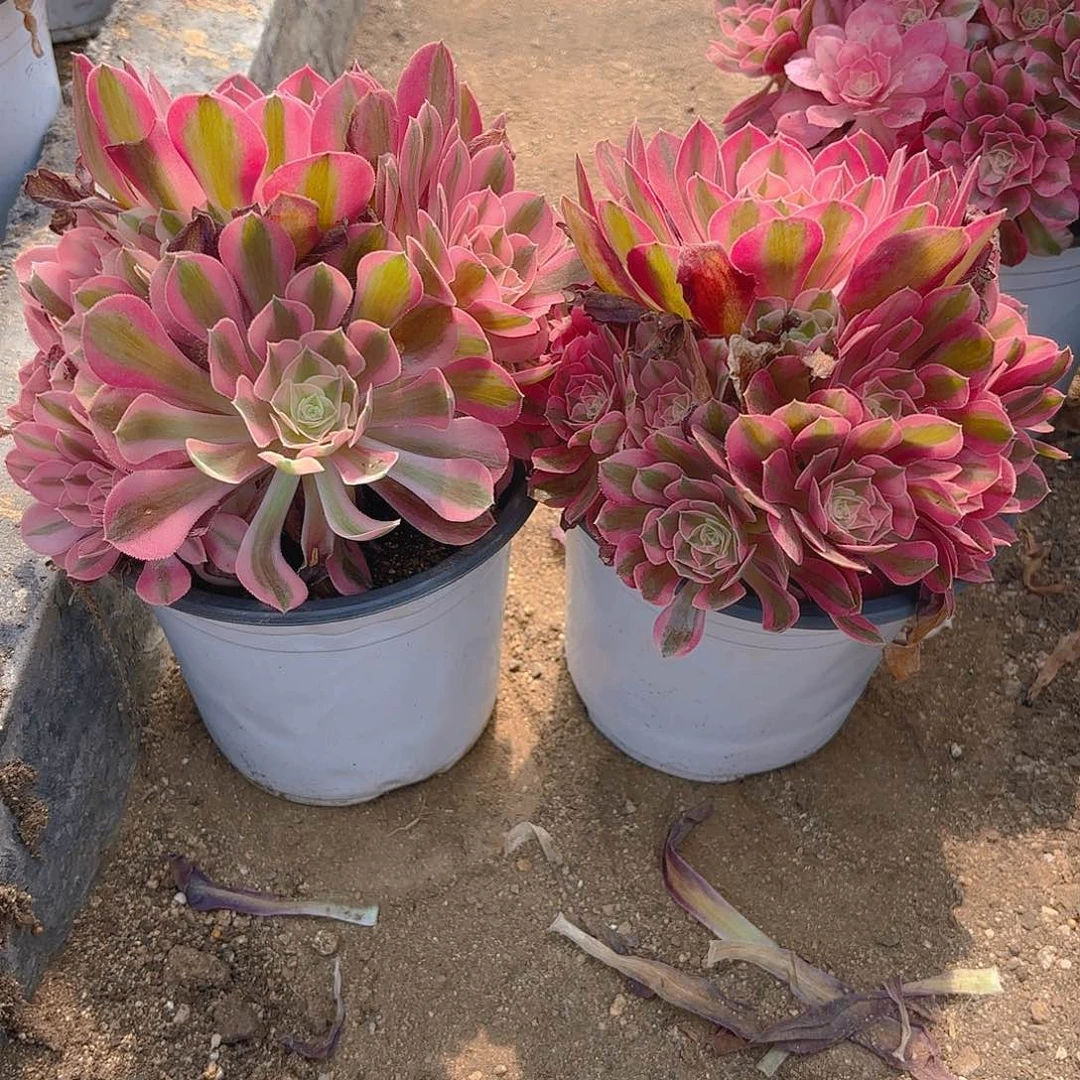 女巫多肉植物两颗不周正