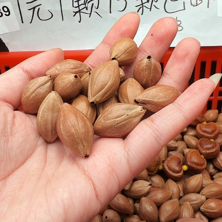 西***茄橄榄核手串/手链橄榄