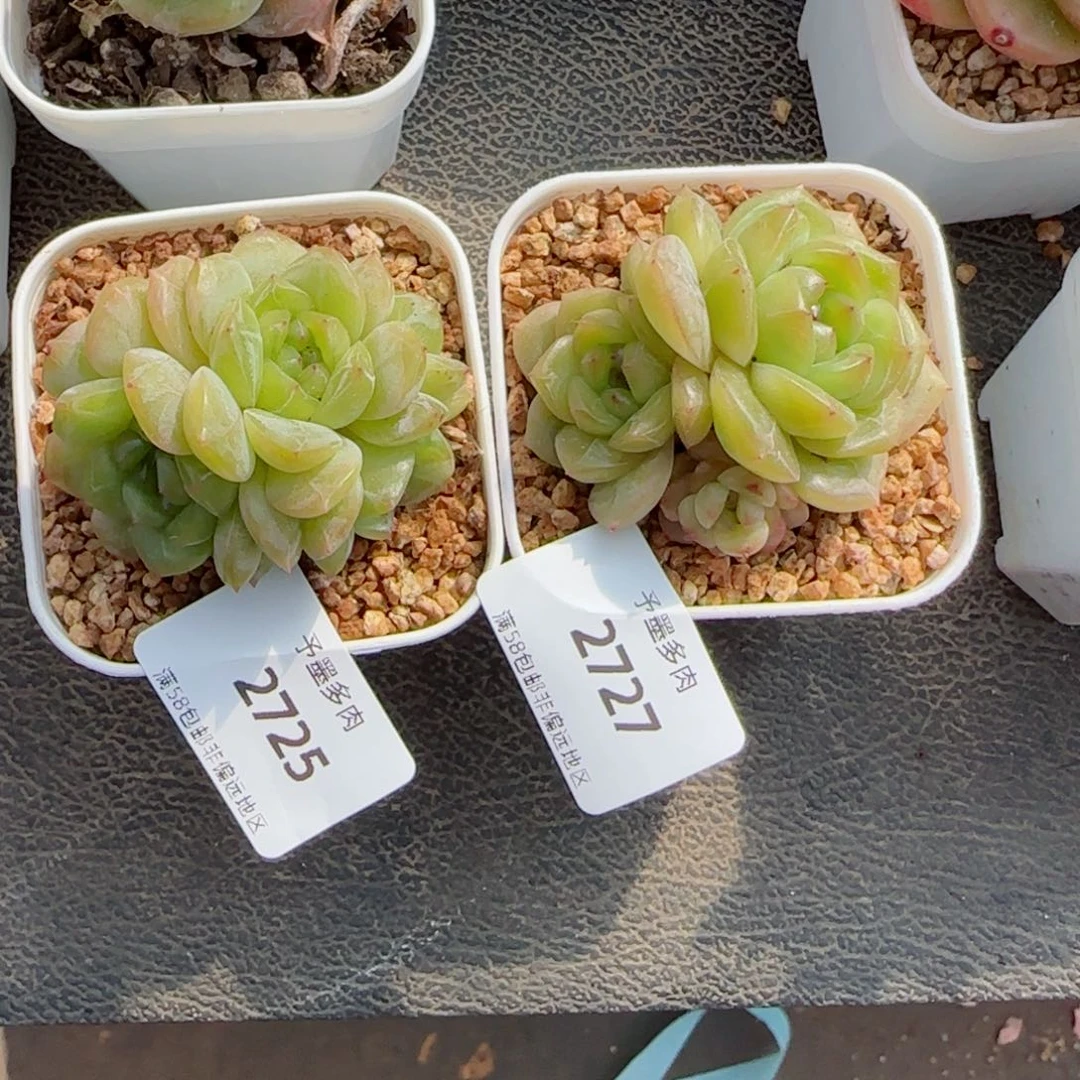 w*w枫吟，2725，2727多肉植物