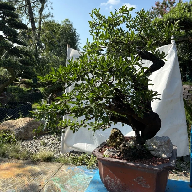 血红果老桩金弹子