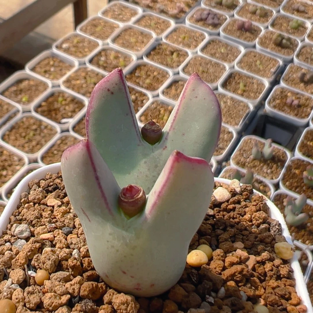 胖**子99多肉植物百科知识