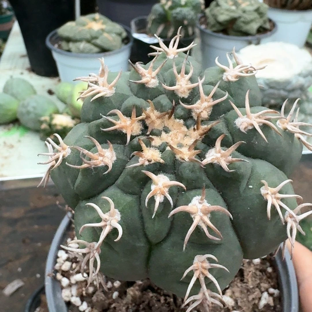 【闪购商品】无花朵苗接猫爪318