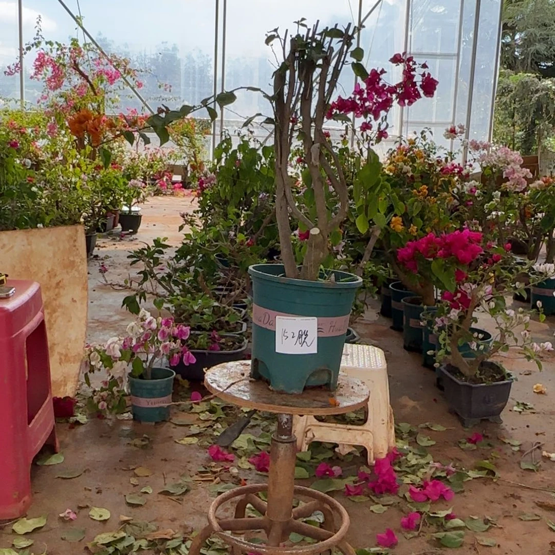 大部分花苞少量开放绿叶橙 152脱