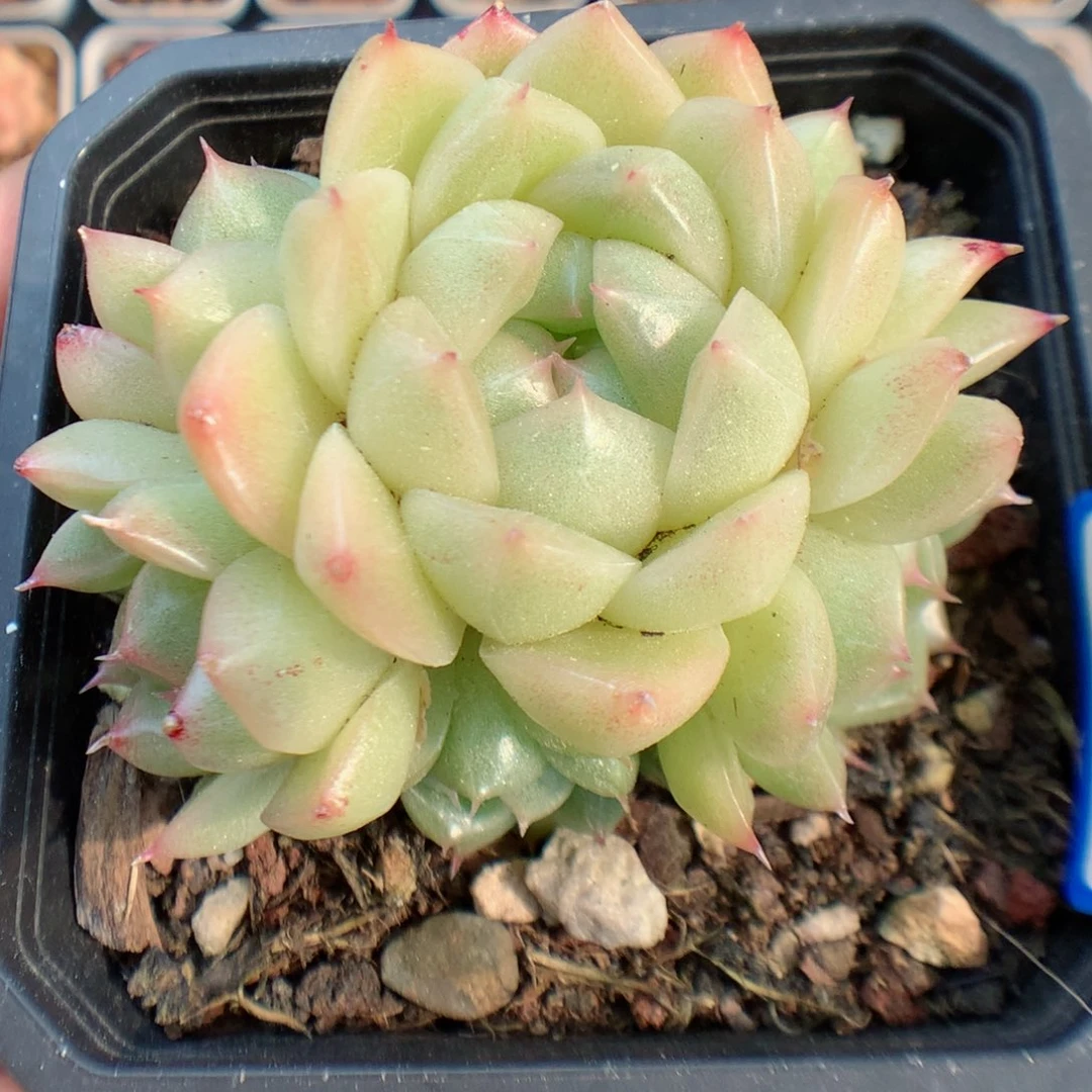 一物一拍精品多肉。  麦秆。47