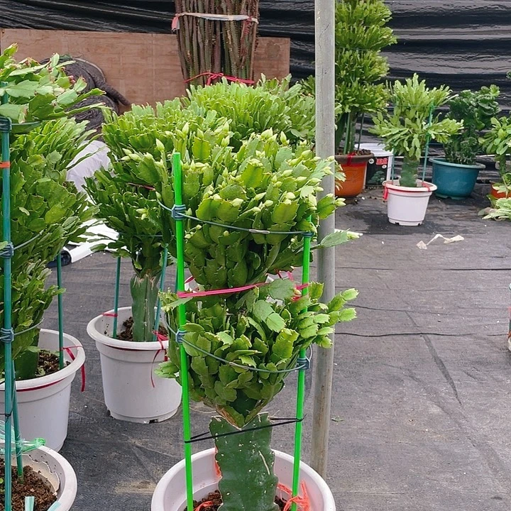 完全开放麒麟室内花卉