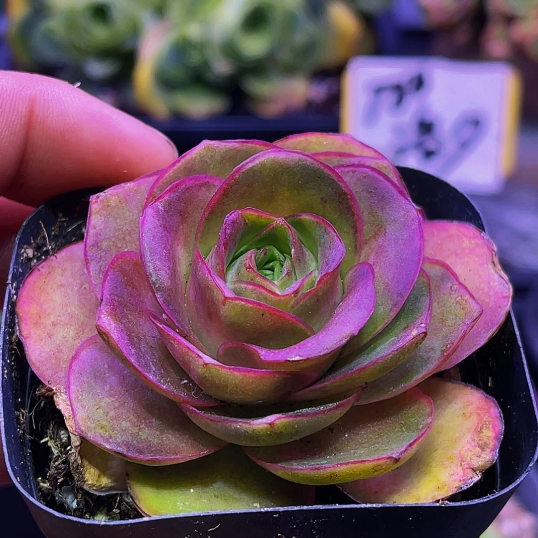 紫罗蓝 满30元非偏远包邮 多肉